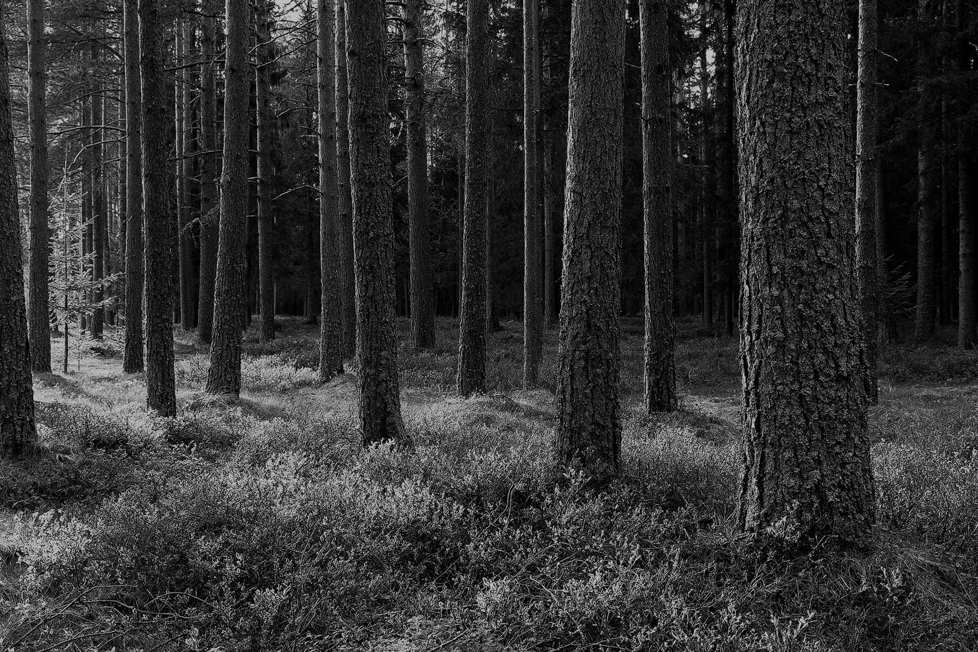 BillerudKorsnäs Skog-hero-background